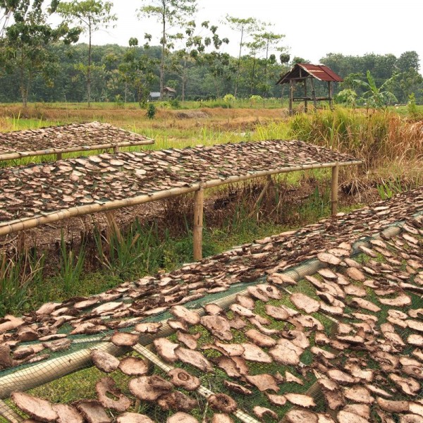 EPONGE DE KONJAC EN VRAC